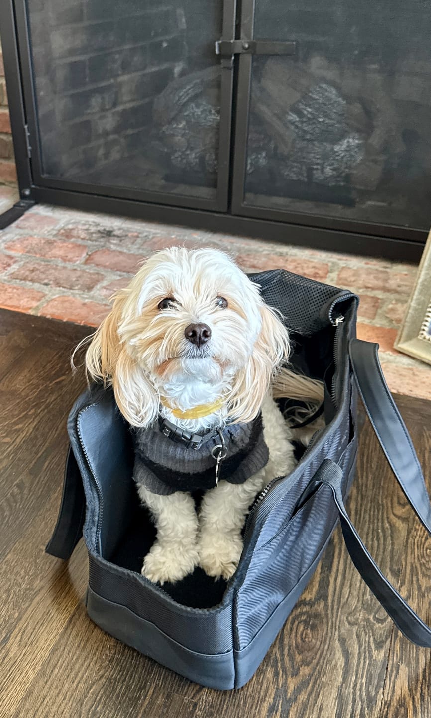 Customer photo review of All-Black Pet Tote bag