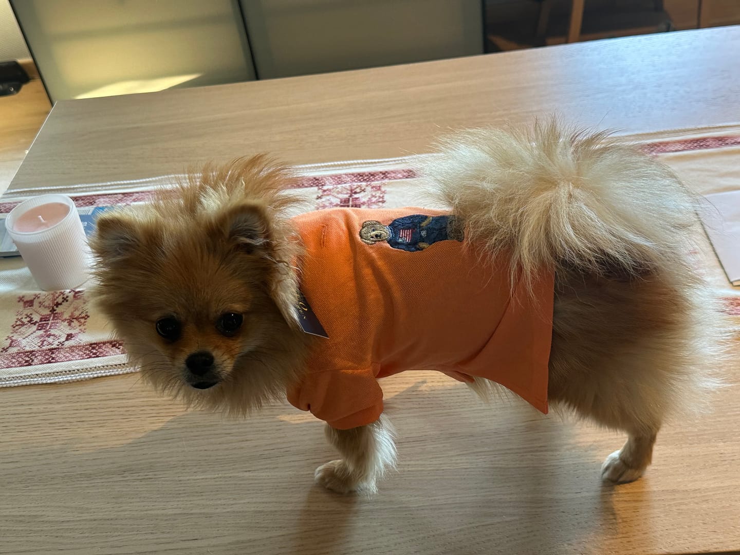 Customer photo review of Polo Ralph Lauren Dogs-Polo Bear Shirt