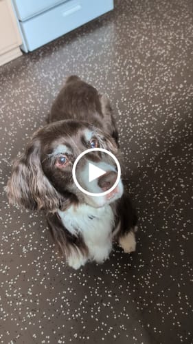 Customer video review of Rabbit Ears