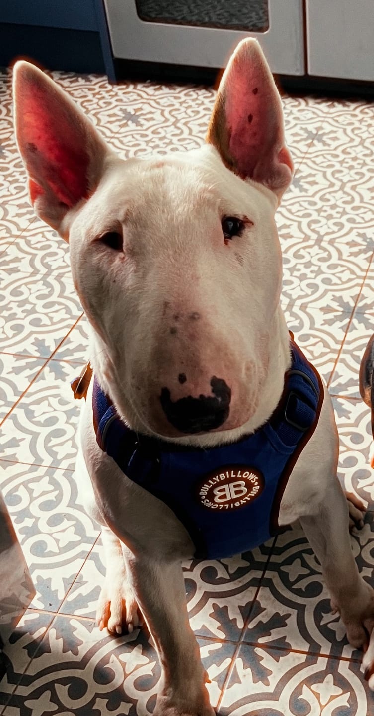 Customer photo review of Comfort Premium Harness | Non Restrictive - Blue