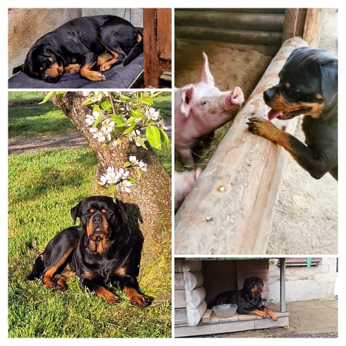 Customer photo review of MUSELIÈRE DE FRAPPE GRILLAGÉ