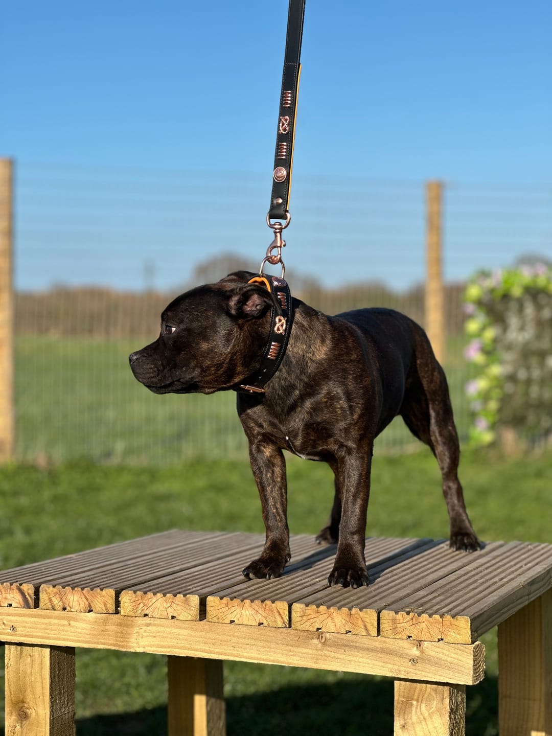 Customer photo review of Staffordshire Bull Terrier 1935® Leather Collar & Leash Set - Gladiator - Black & Tan/Rose Gold