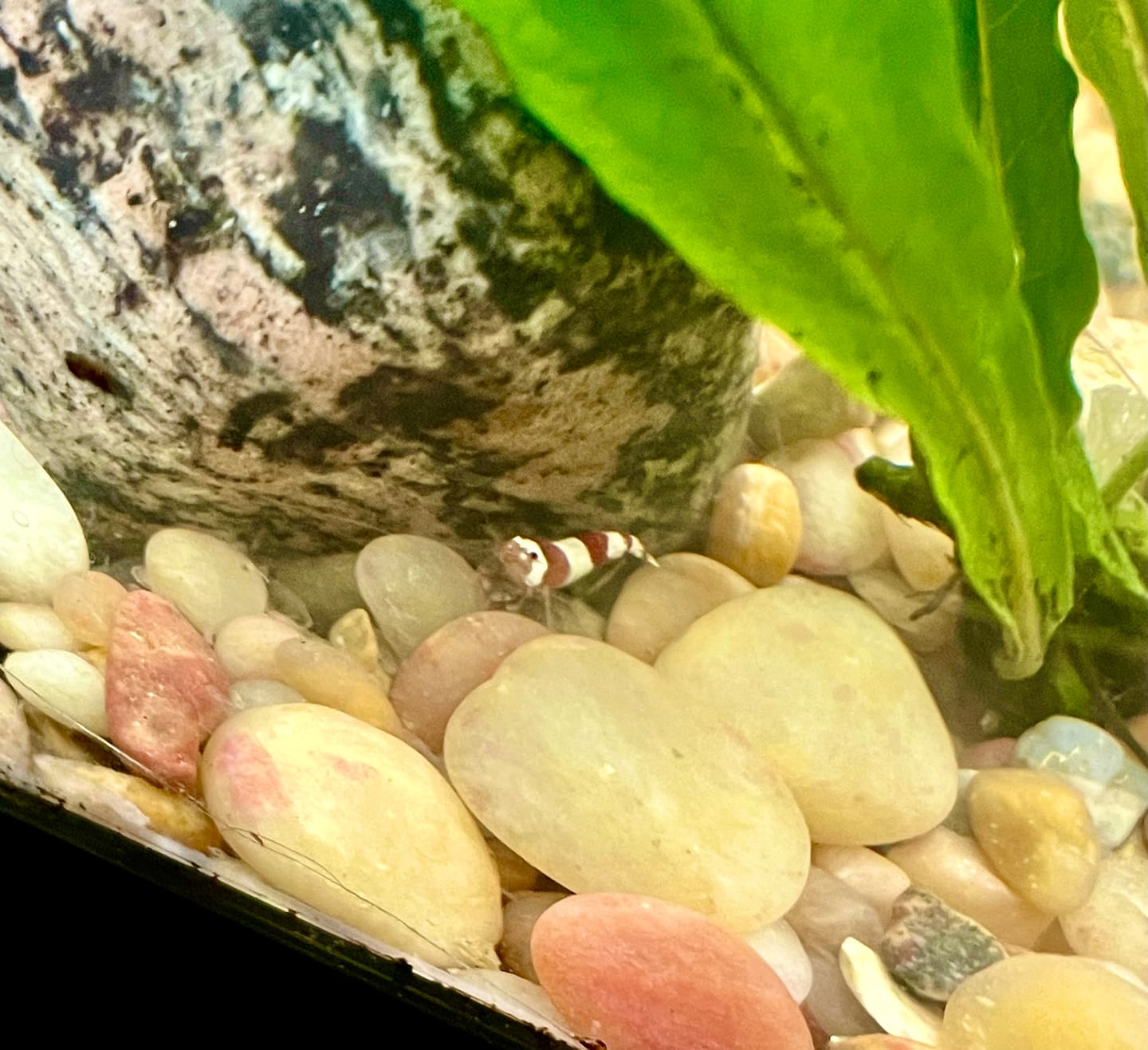 Customer photo review of Crystal Red Shrimp