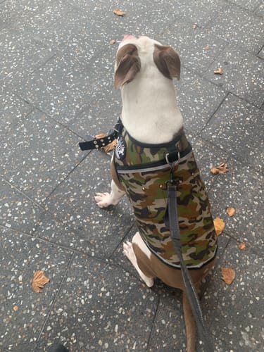 Customer photo review of Rogue Royalty Canine Vest - Weight Ingots