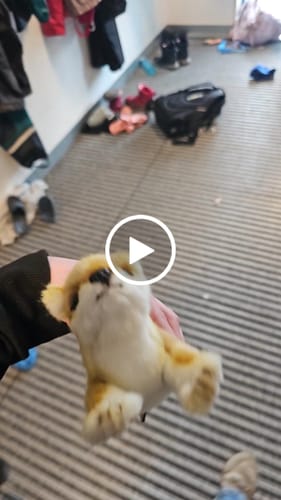 Customer video review of Shiba Inu Pup | Hansa Creation