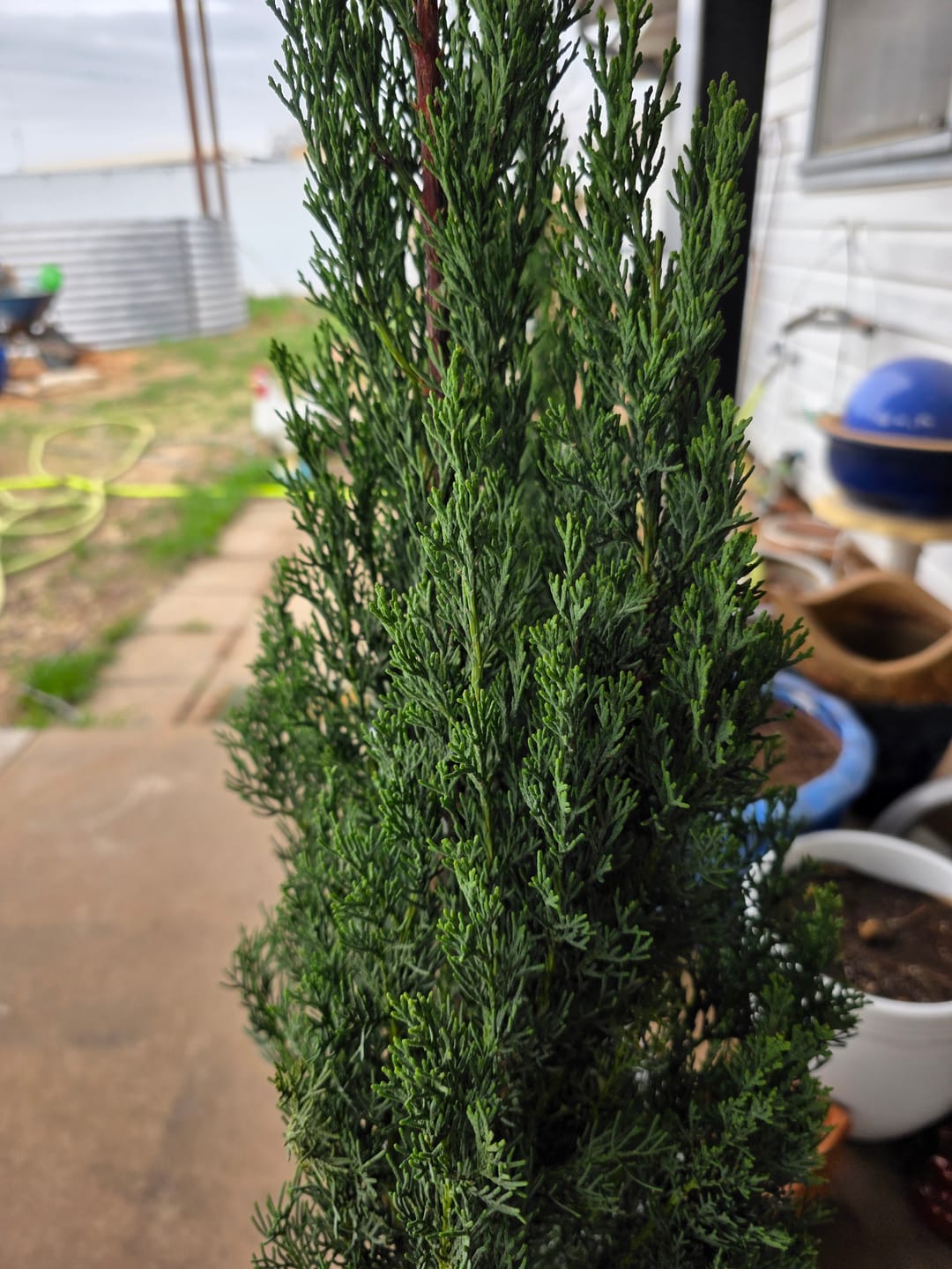 Customer photo review of Dwarf Italian Cypress, Mediterranean Cypress