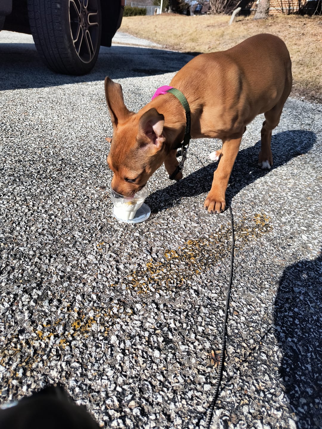 Customer photo review of FurLife Shipping Protection