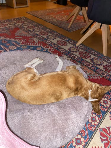 undefined review of Puppery Hundebett Wolke 7 - Das Original image 1 out of 1