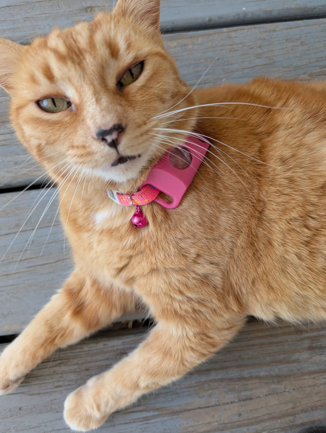 Customer photo review of FurLife Shipping Protection