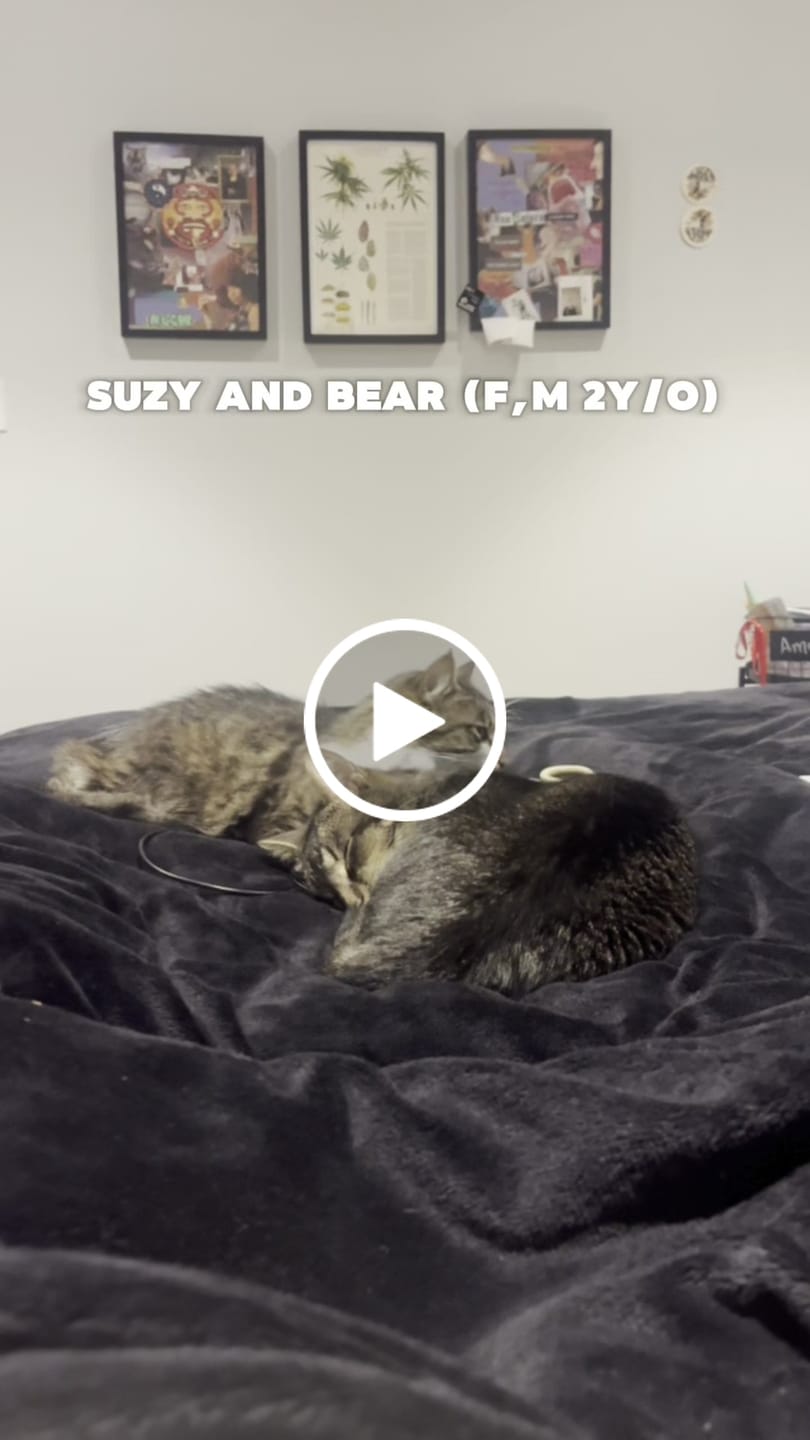 Customer video review of Primal Raw Green Tripe | Immune & Digestive Health Dogs & Cats