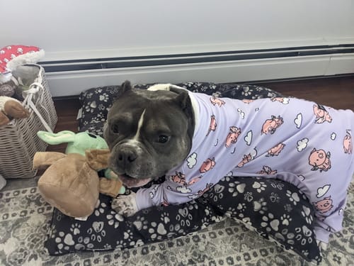 Customer photo review of Dog Pajama - When Pigs Fly