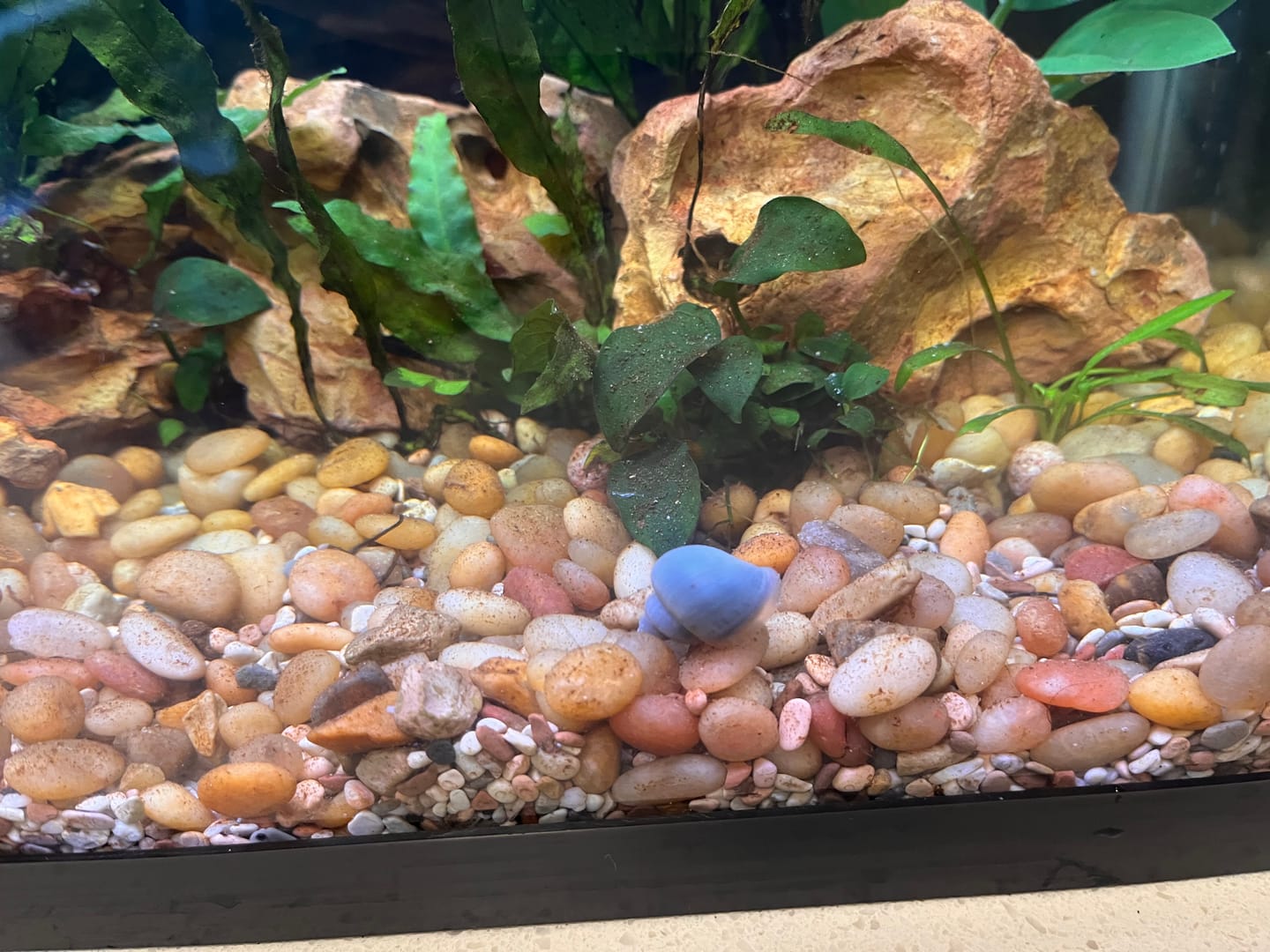 Customer photo review of Blue Mystery Snail