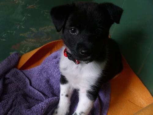 Customer photo review of K9 Belly Bliss