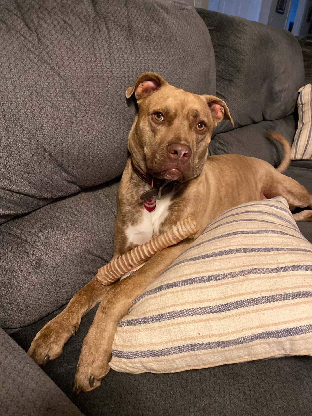 Customer photo review of 12 Inch Beef Trachea