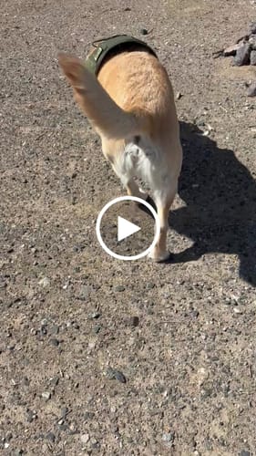 Customer video review of NEW Upgraded Tactical No-Pull Team K9™ Dog Harness with 4 Quick-Release Metal Buckles, Reinforced Front & Back D-Rings, Hook & Loop Panels, Adjustable Straps, Reflective Strips, & Top Handle