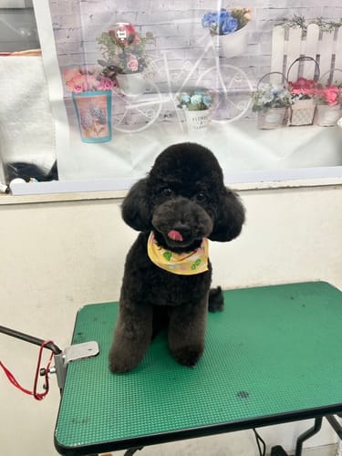 Customer photo review of FunFunPet 高機能ハーネス（お名前タグ作成サービス付き）