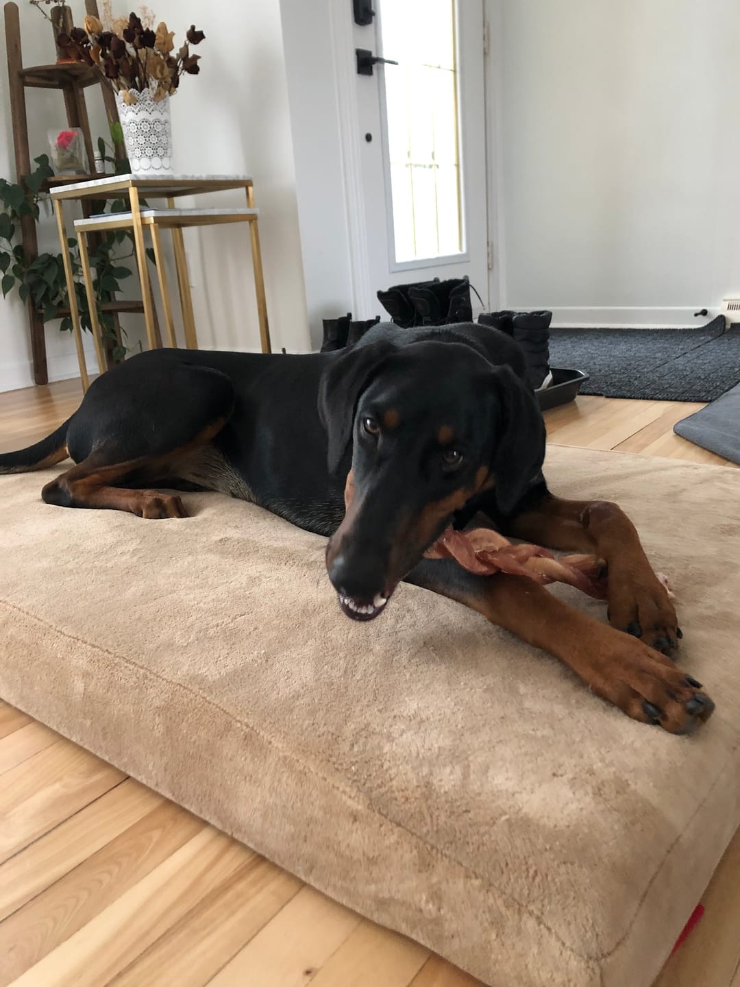 Customer photo review of 12 Inch Monster Braided Bully Stick