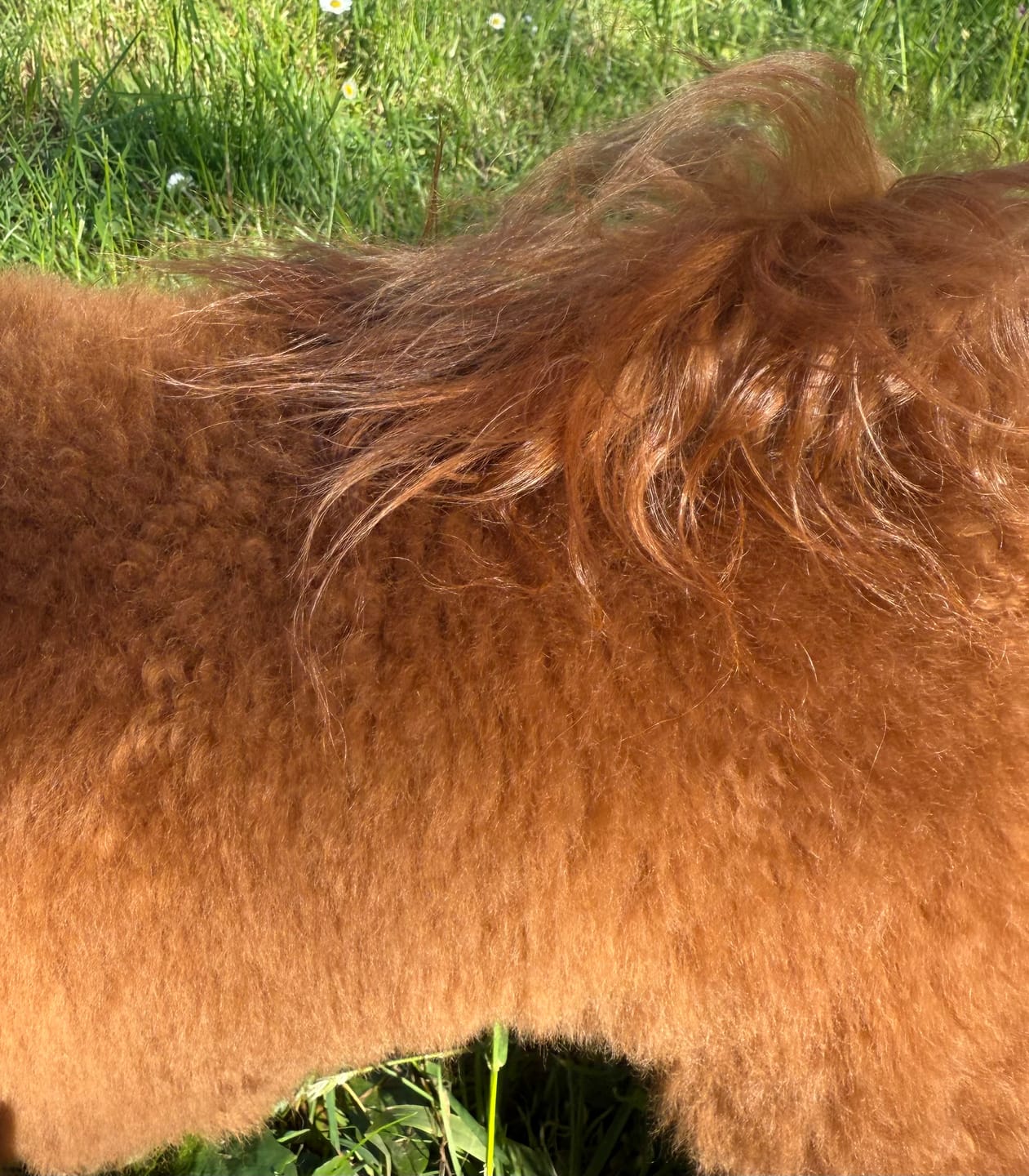 Customer photo review of AnimArtì MamaPù - Phon per Cani Ultra Leggero e Silenzioso - con Supporto da Collo per Mani Libere di Spazzolare - 1400W
