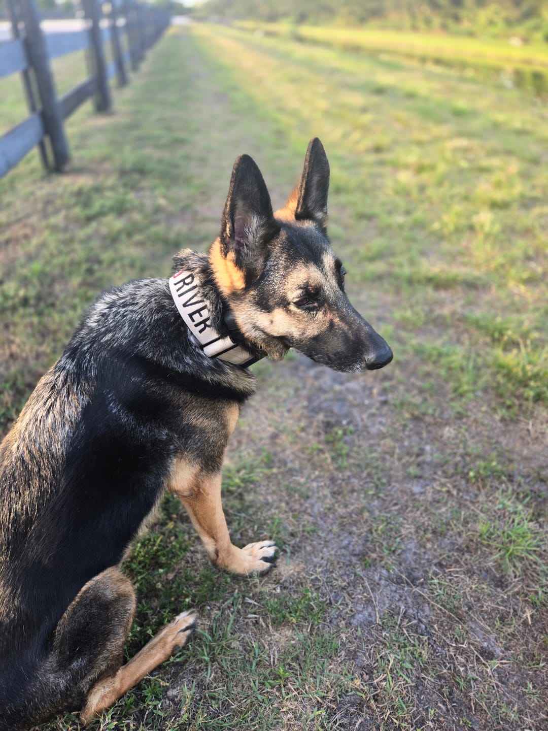 Customer photo review of 2" Tactik Dog Collar - Buttercream