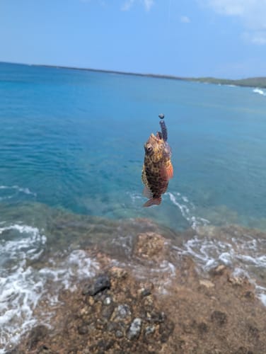 Customer photo review of 9'4" No Excuses Surf Travel Rod with Tube Medium-Heavy Action 3/4oz to 3oz