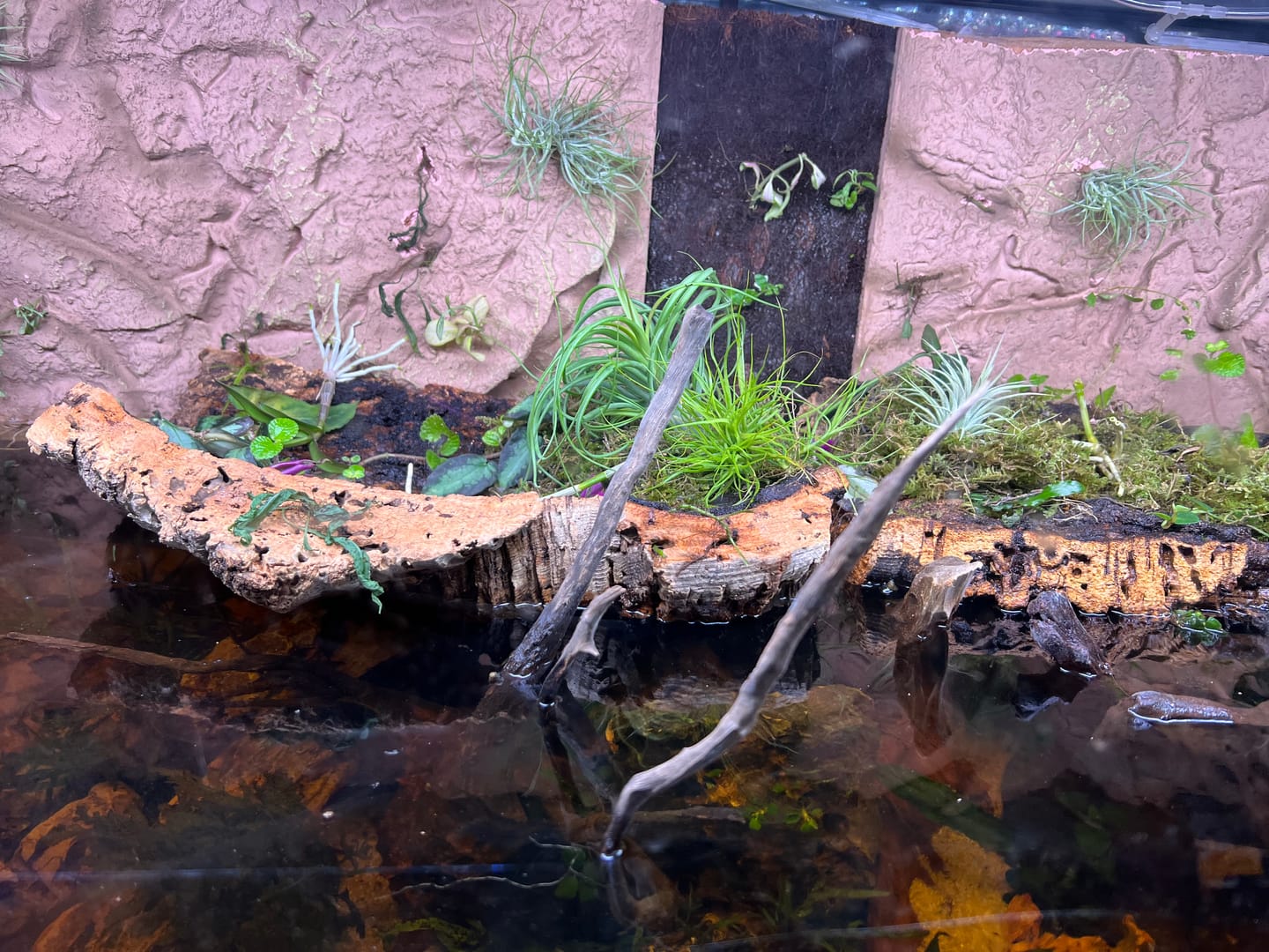 Customer photo review of Tillandsia schiedeana major - Mini Pulk