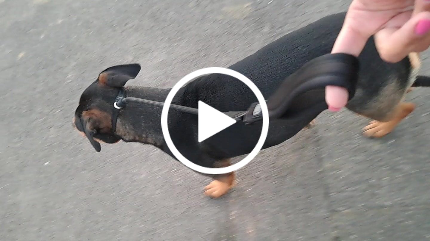 Customer video review of Slip Training Lead | Anti Pull & No Choking -  Black
