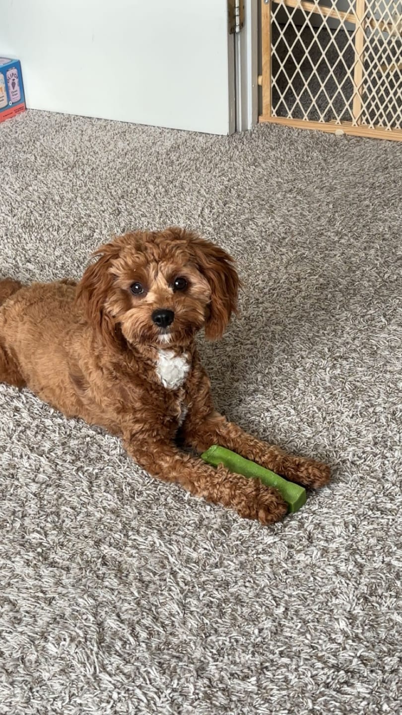Customer photo review of Mint Yak Chews One Size Fits All