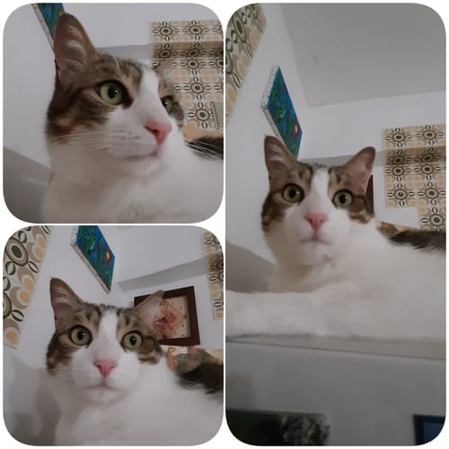 undefined review of Diffusore Calmante per Gatti image 1 out of 1