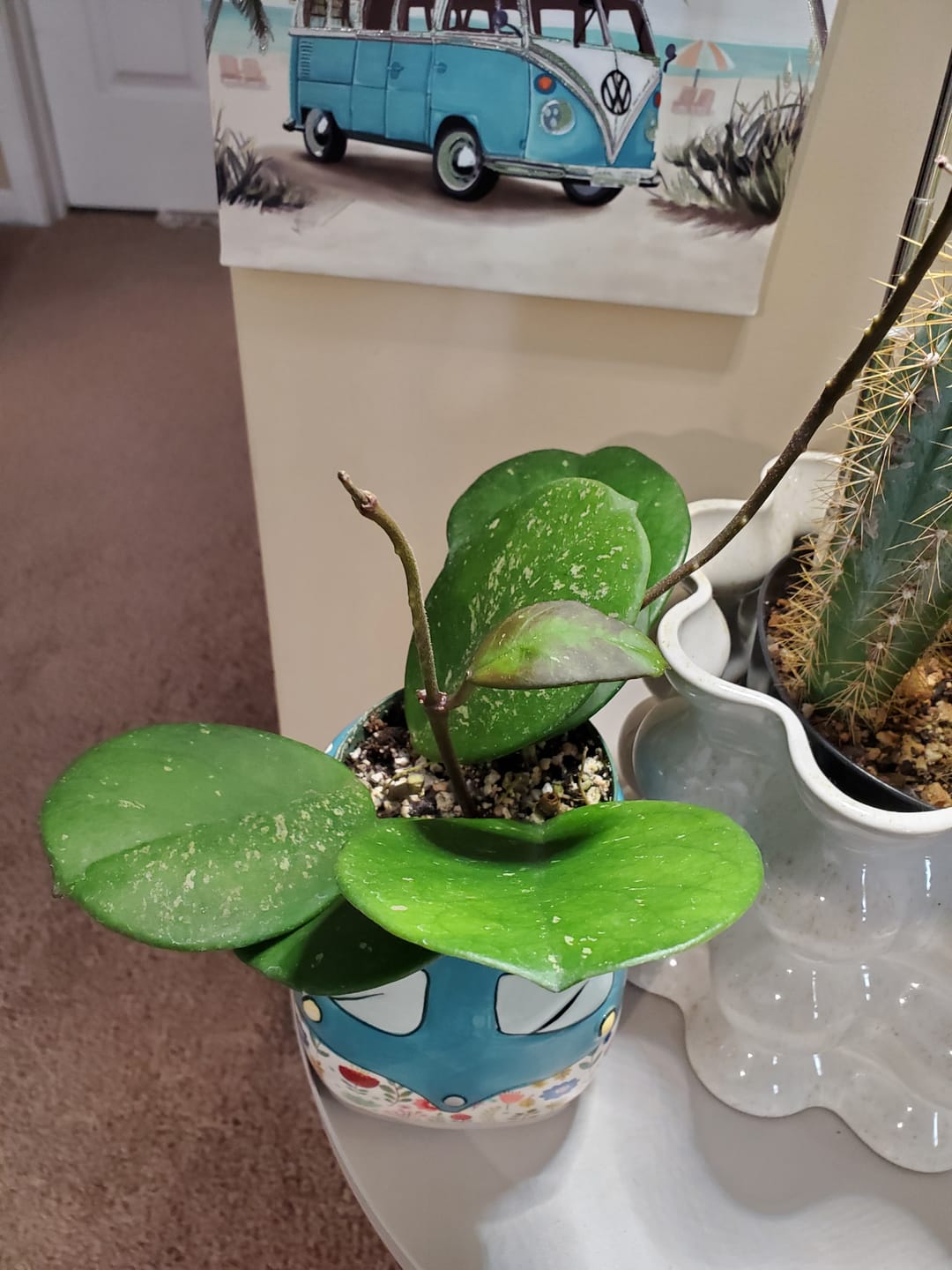 Customer photo review of Hoya obovata