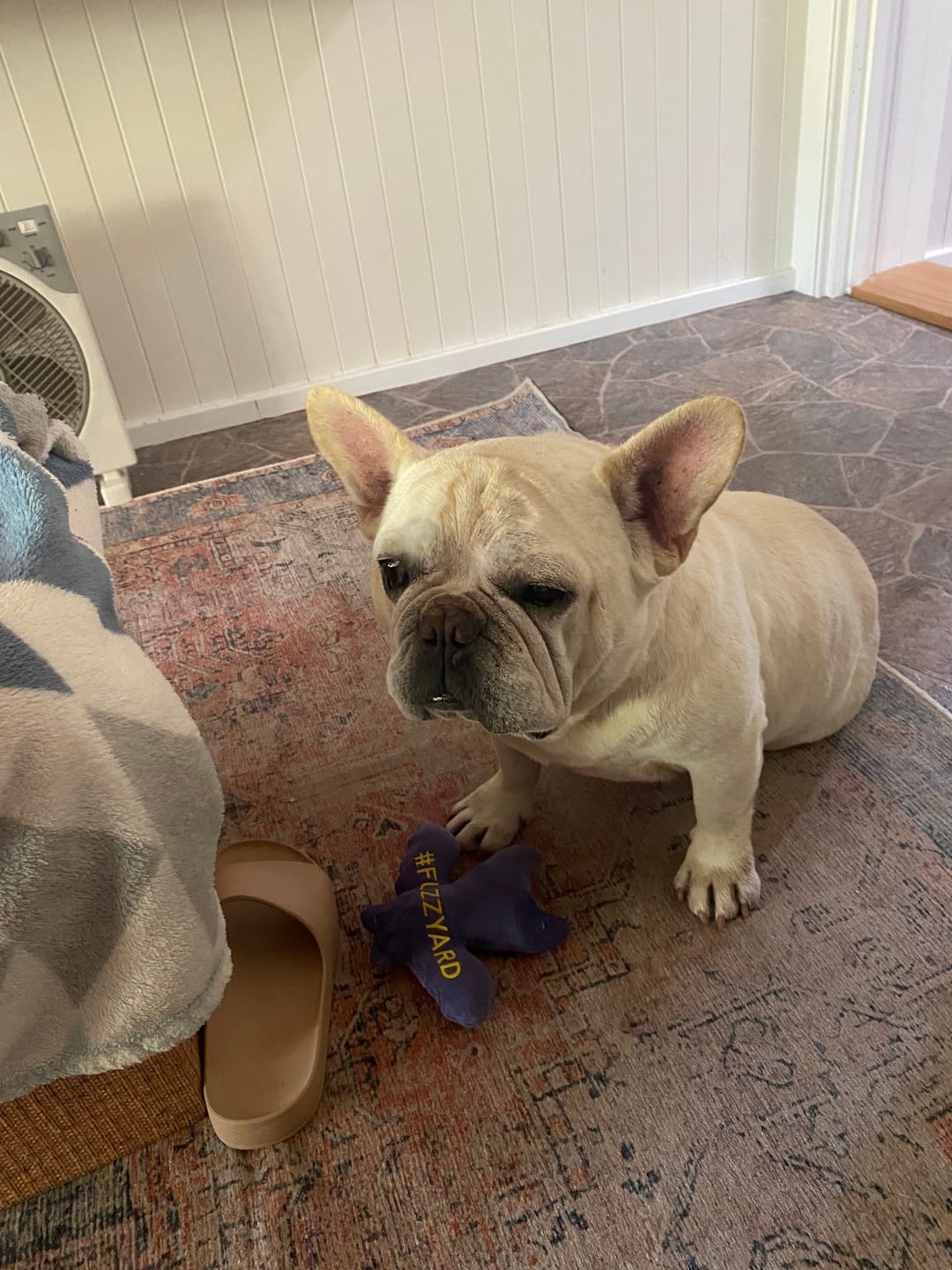 Customer photo review of Bully Sticks | Beef Pizzle