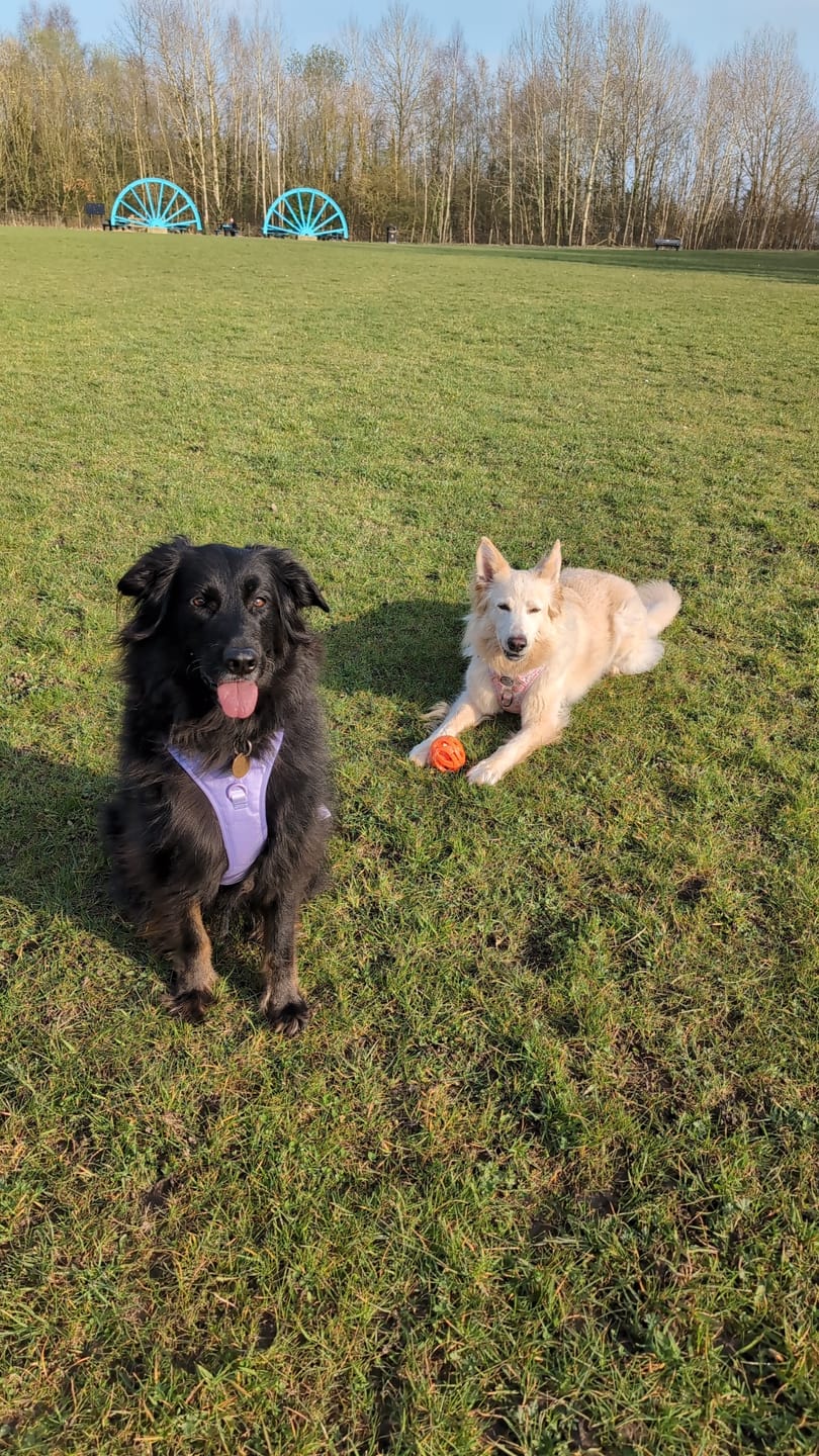 Customer photo review of Tough Trails™ Harness - Walkies Ready® Lavender Lilac