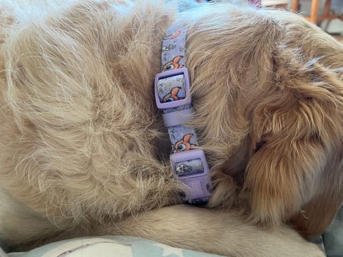 Customer photo review of Disney© Collar - Bambi + Friends Lilac