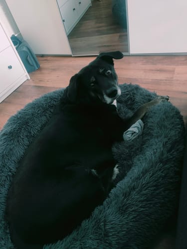 Customer photo review of Hundebett Belune® - Das Original