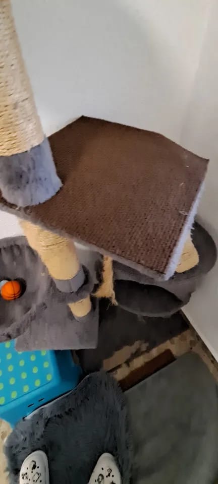 Customer photo review of Multifunctional Cat Scratching Carpet