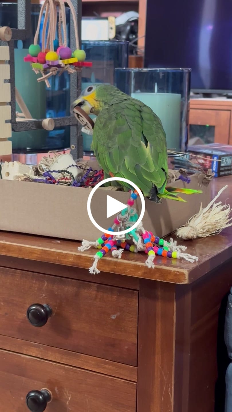 Customer video review of Halloween Edition Foraging Flat - Trick or TWEET