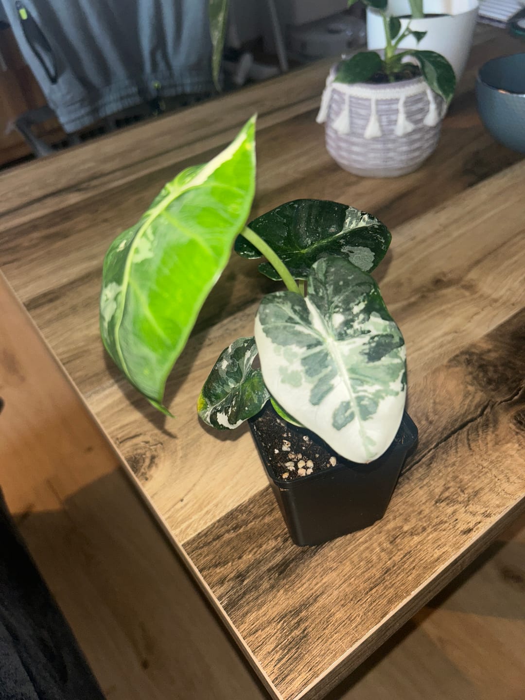 Customer photo review of ALOCASIA FRYDEK VARIEGATA