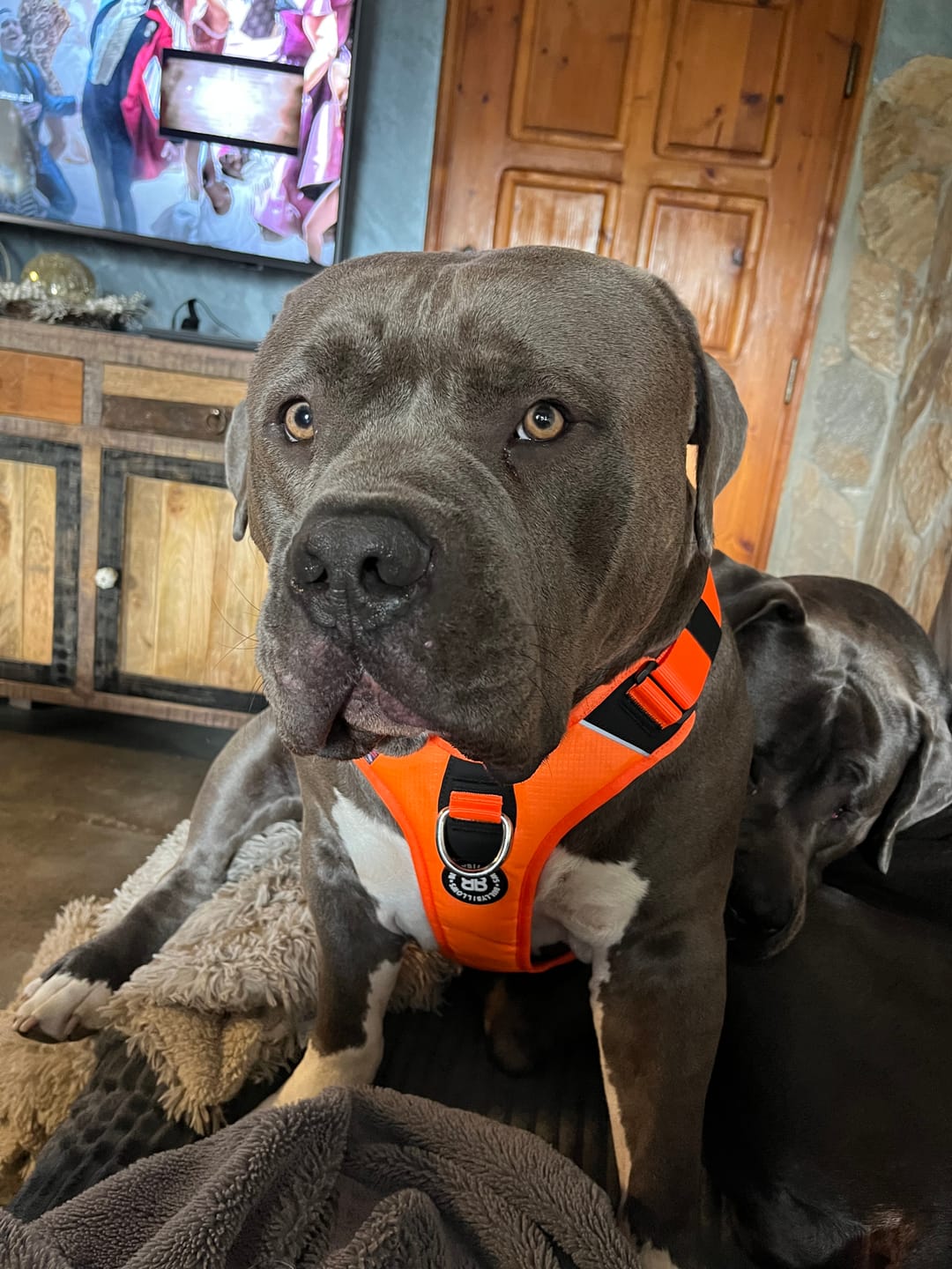 Customer photo review of 1.4m Swivel Combat Lead | Anti-Tangle & Secure Clip - Orange
