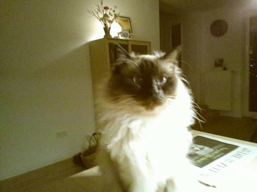 Customer photo review of NUVINT - Digitalkamera