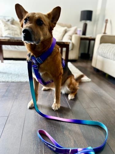 Customer photo review of Comfort Control No-Pull Harness Sets