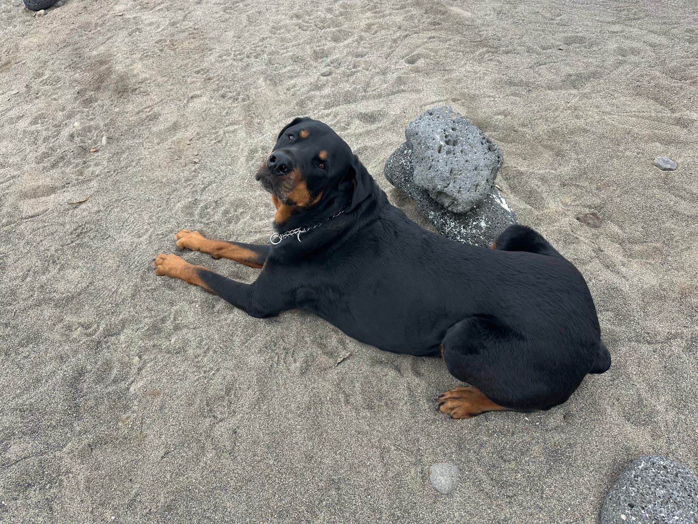 Customer photo review of Wild Alaskan Salmon Oil for Dogs | Omega 3, 6 & 9 | Petsmont Omega Love+