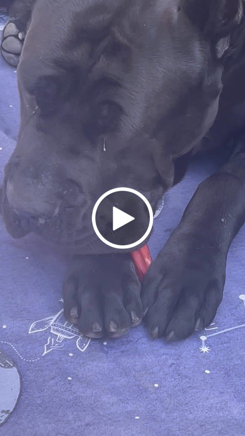 Customer video review of 6 Inch Power Bully Sticks
