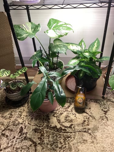 Customer photo review of Houseplant Pest Spray