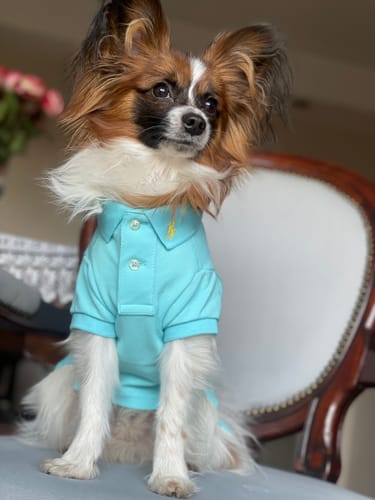 Customer photo review of Polo Ralph Lauren Cotton-Mesh Dog Polo Shirt