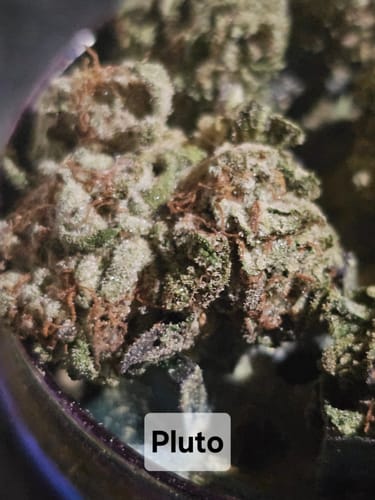 Customer photo review of Gold Spectrum THCA Flower - Top Quality Strain of the Month