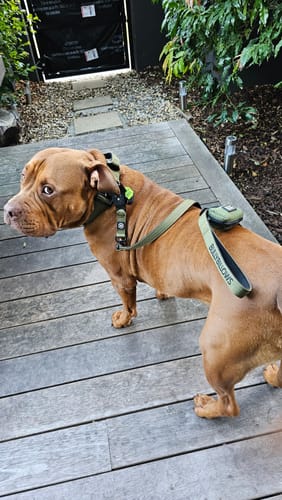 Customer photo review of 5cm Combat® Collar | With Handle & Secure Clip - Khaki