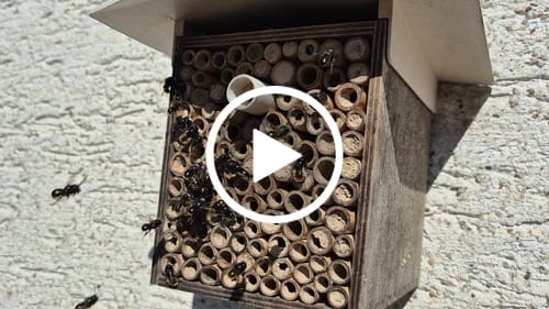 Customer video review of BeeHome One