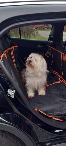 Customer photo review of 4 in 1 Convertible Dog Car Seat Cover - Waterproof
