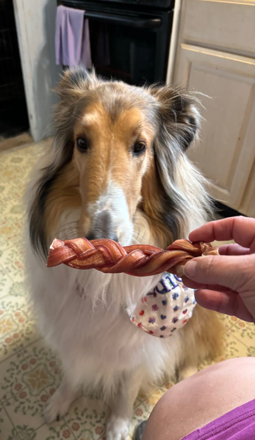 Customer photo review of 6 Inch Thick Braided Bully Stick