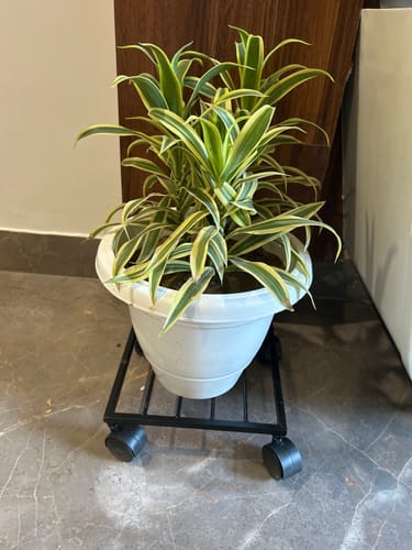 Customer photo review of United Crafts Rozy Wheel Pot Stands for Planters