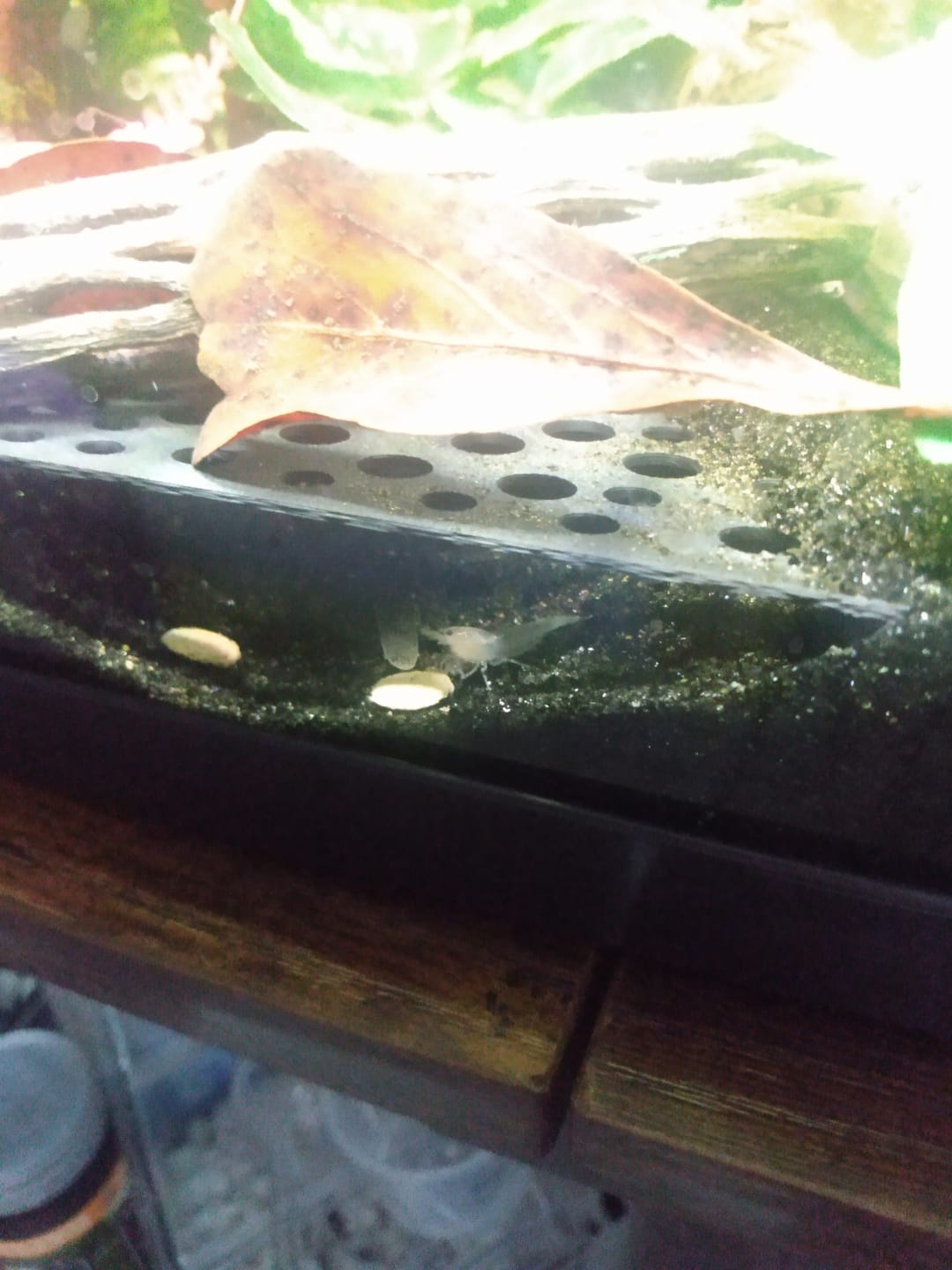 Customer photo review of Snowball Shrimp